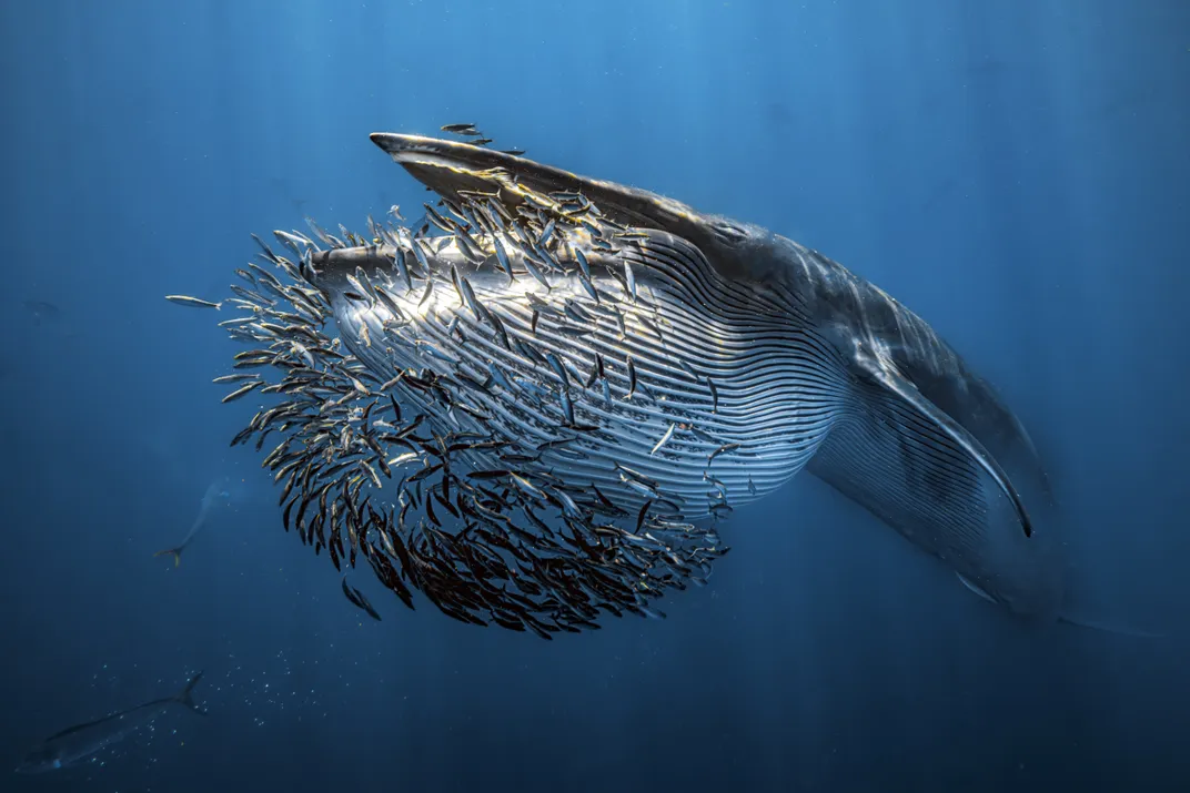 a whale with its mouth open gulps fish that had been swimming in a spherical formation