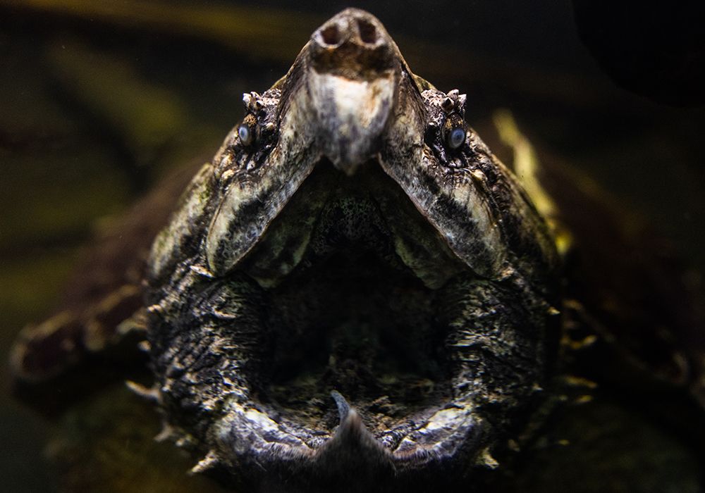 7 Spooktacular Animal Facts for Halloween | Smithsonian Voices ...