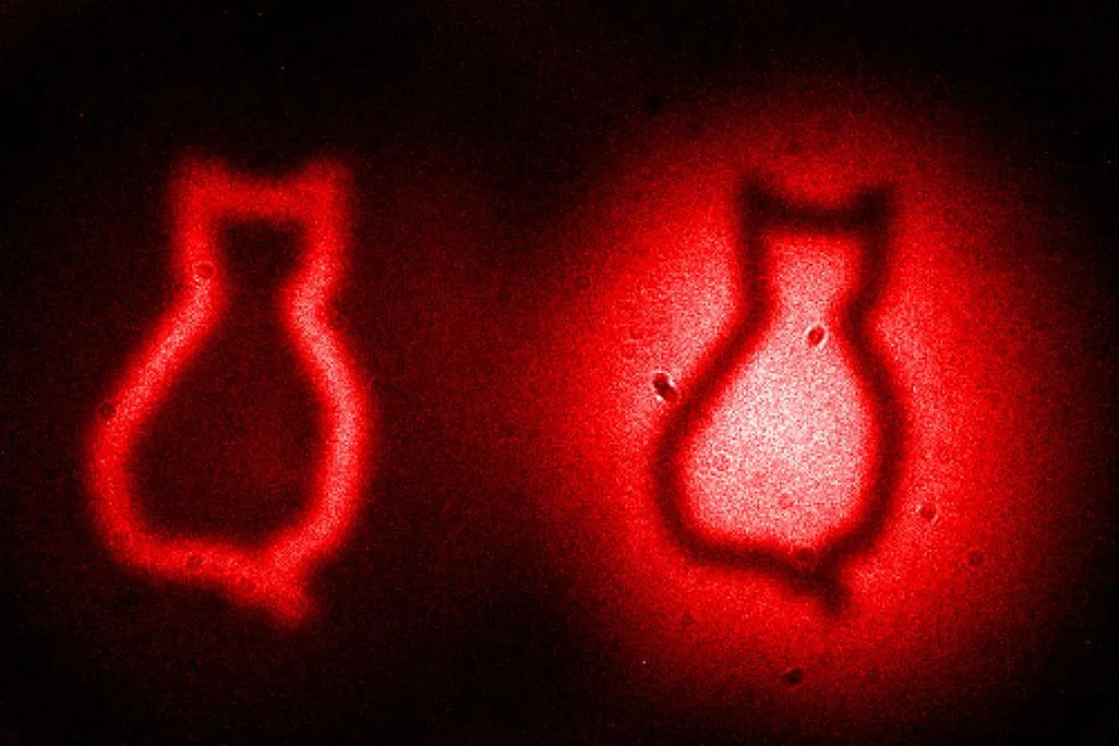 quantum cats