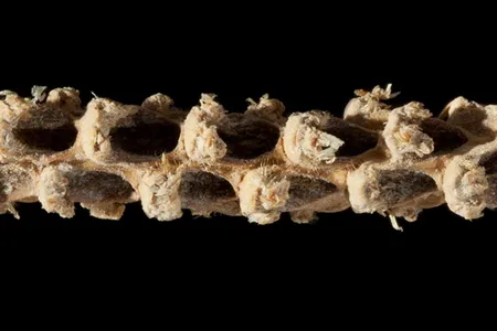 A 5,310-year-old corn cob.