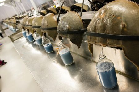Horseshoe crabs are bled to harvest a key ingredient in tests used to ensure injected medicines such as vaccines are free of contaminants. This photo was taken in 2014 at the Charles River Laboratory in Charleston, South Carolina.