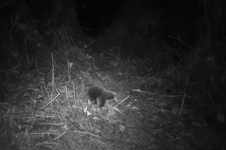 Attenborough&#39;s long-beaked echidna, photographed by a camera trap