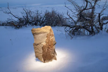 A fossilized leaf from the Paleocene-Eocene Thermal Maximum sits in the Wyoming snow.