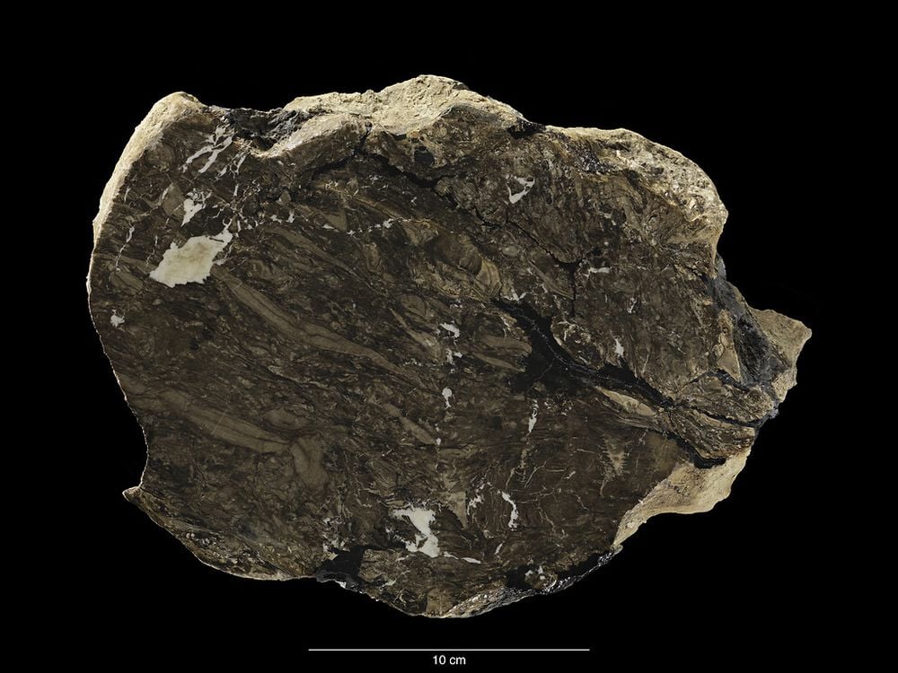 A circular rock is cut in half against a black background, revealing the plant material fossilized inside.