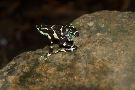 A female Limosa harlequin frog sports a miniature radio transmitter.