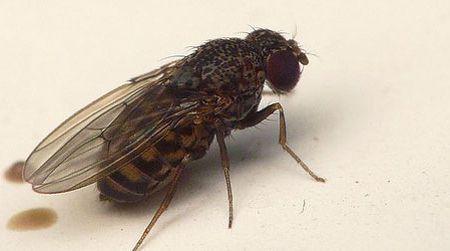 A fruit fly