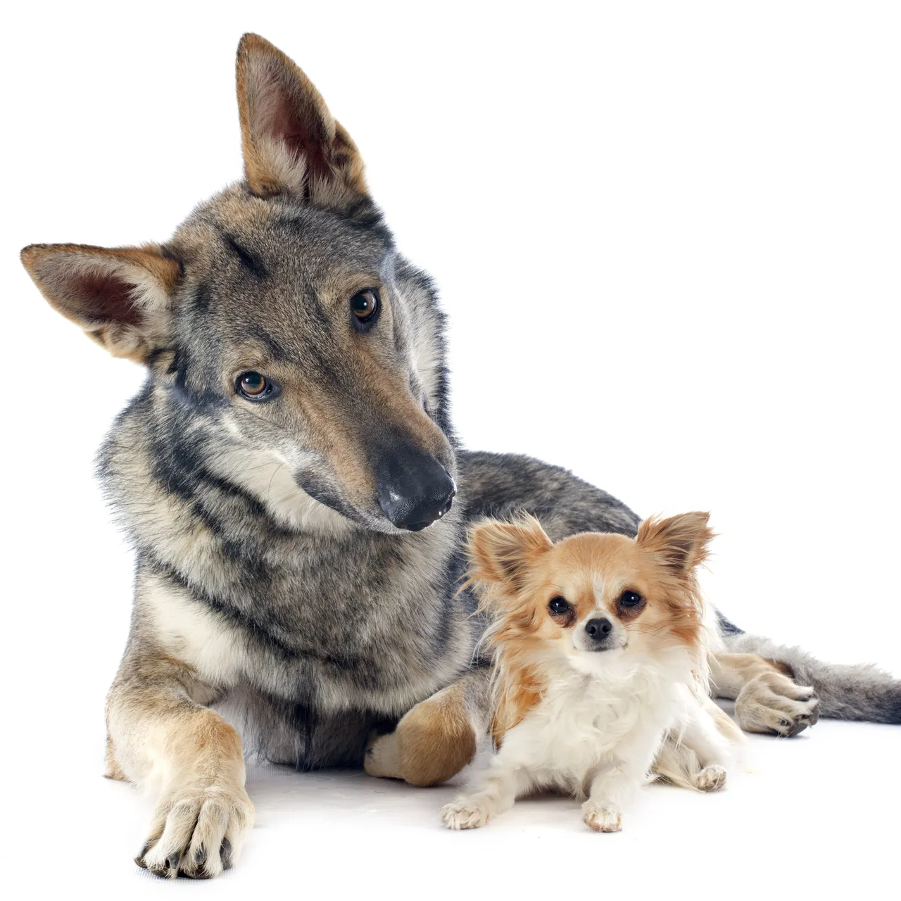 Wolfdog Pictures | Download Free Images on Unsplash, image size:1280x1280