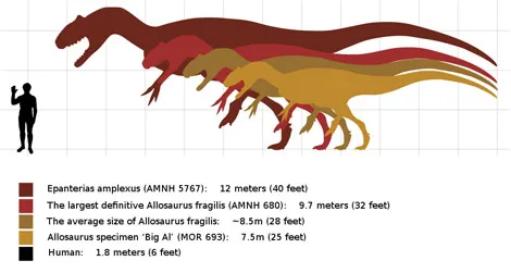 The estimated sizes of several Allosaurus specimens, including "Epanterias."