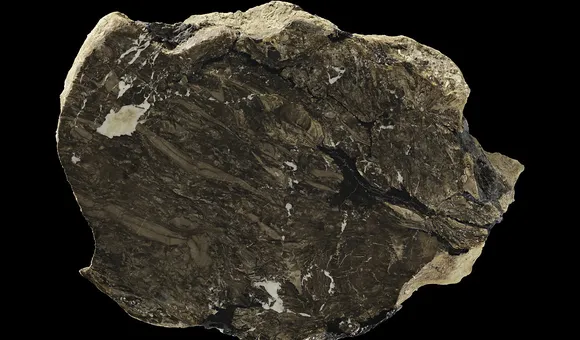 A circular rock is cut in half against a black background, revealing the plant material fossilized inside.