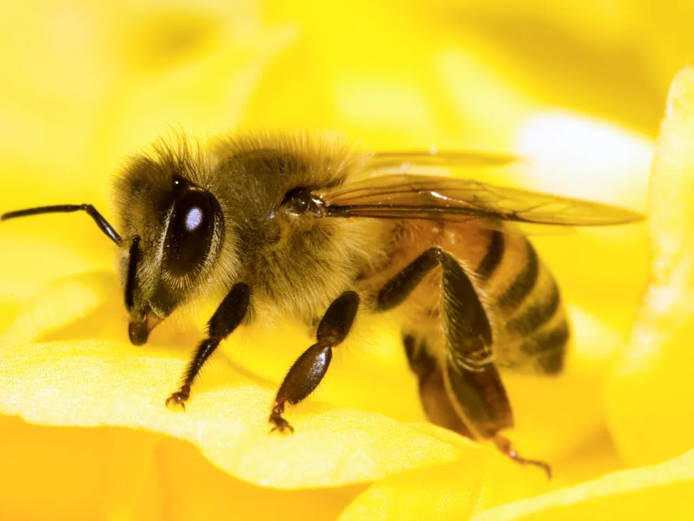 Honey bees may help to explain how humans make decisions