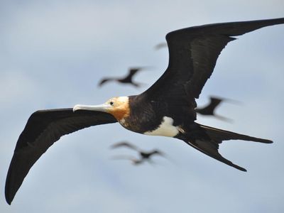 A frigate in flight. Some of the juveniles in the study stayed continuously aloft for more than two months.