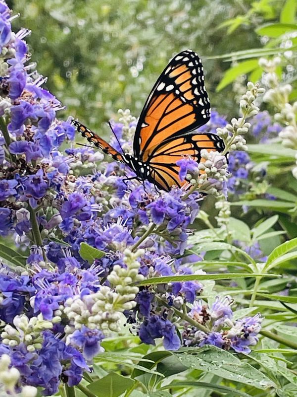 Monarch butterfly in a chaste tree thumbnail