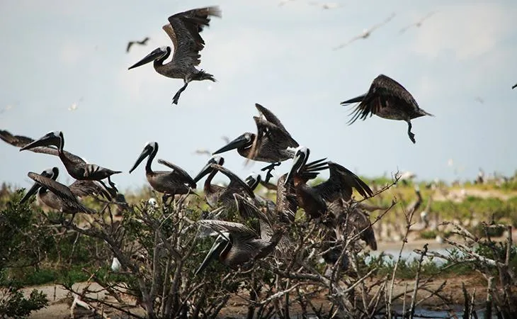 Pelicans