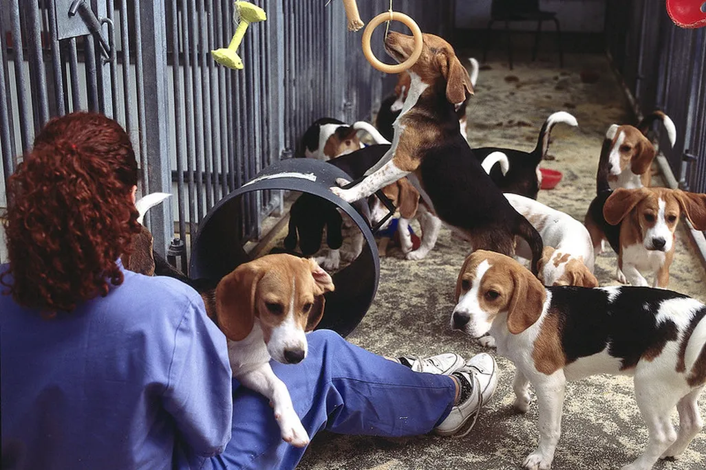 Beagles