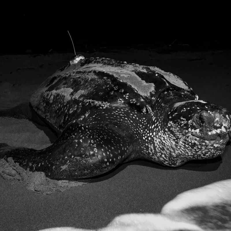 More than 50 percent of all turtle species are threatened: New