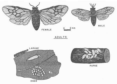 Drawing from Insects of the Luquillo Mountains, Puerto Rico