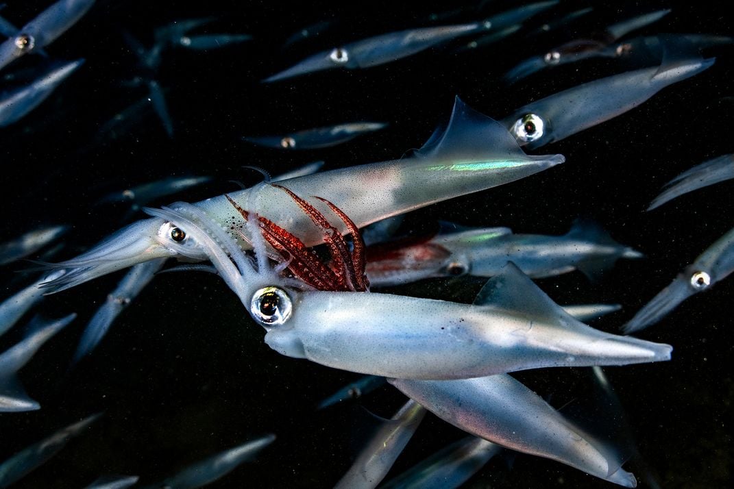 Fighting Squid