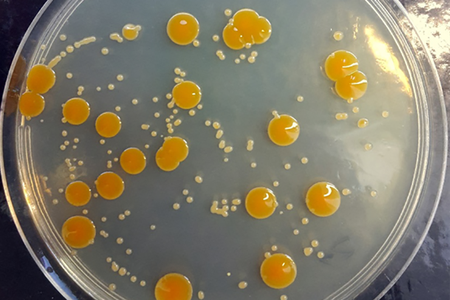 Colonies of P. halocryophilus grown under perchlorate stress conditions look smaller and paler than normal colonies—but they’re still alive. 