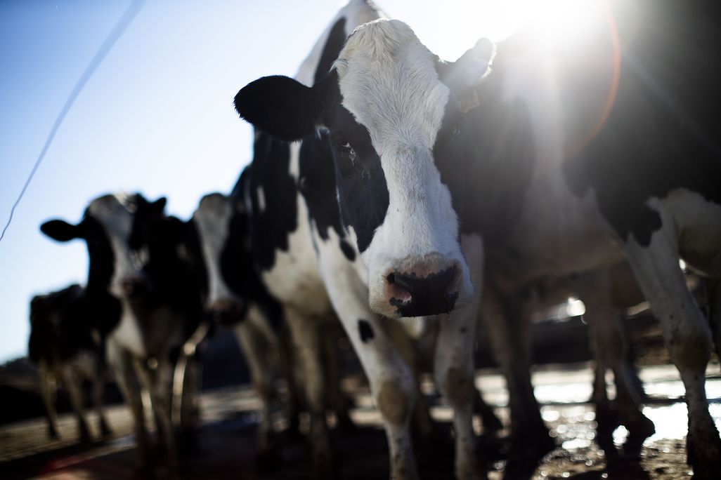 Black and white cows