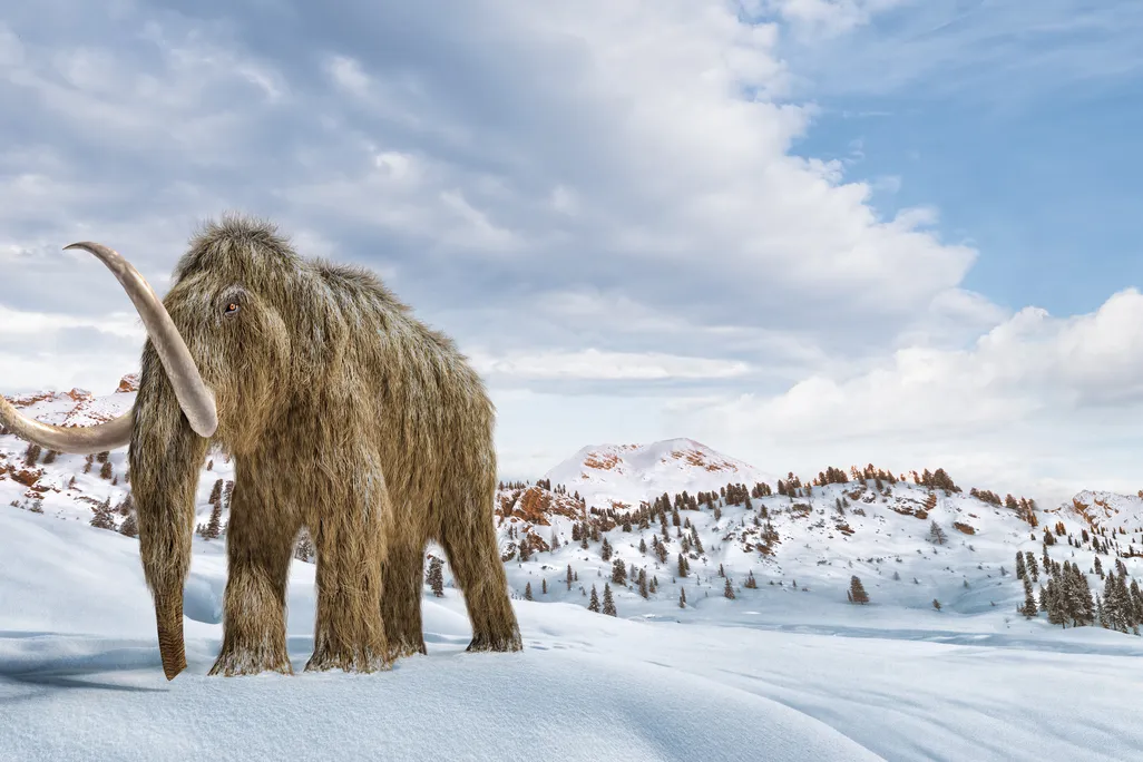 mammoth walking in the snow