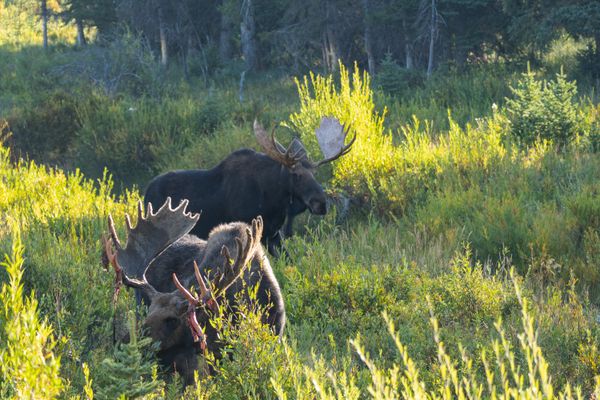 Iconic Rocky Mountain natives having breakfast thumbnail