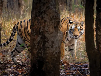 Learning to Live Beside Endangered Tigers May Be the Key to Saving Them image