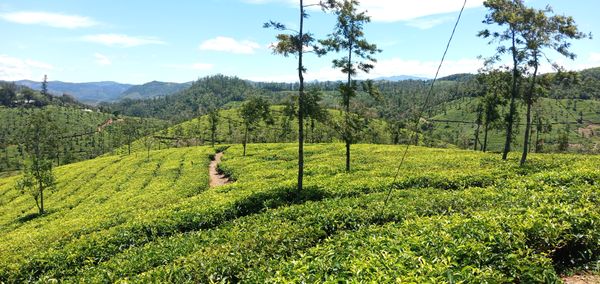 Tea garden in Western Ghats thumbnail