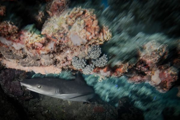A reef shark swimming through an overhang thumbnail