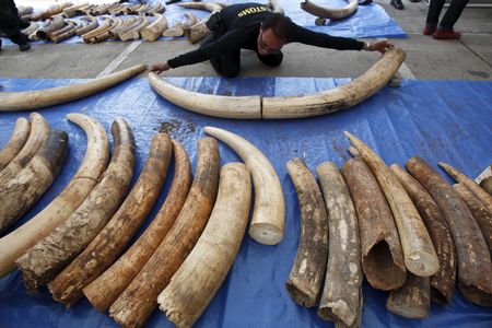 A customs officer in Thailand examines specimens from a three ton ivory seizure, estimated to be worth $6 million. 