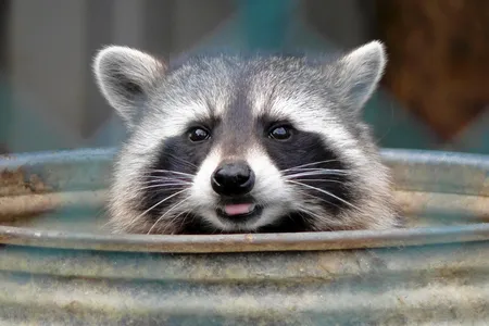 We may see them as pests, but raccoons see humans as ripe for plundering. According to Suzanne MacDonald, they are "the only animal that would break into captivity because they think it’s a better deal."