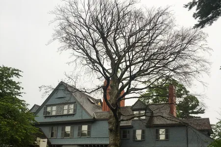 The Cooper beech tree during its removal at Sagamore Hill.