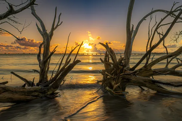 Driftwood Sunrise from Matanzas Inlet, Florida thumbnail