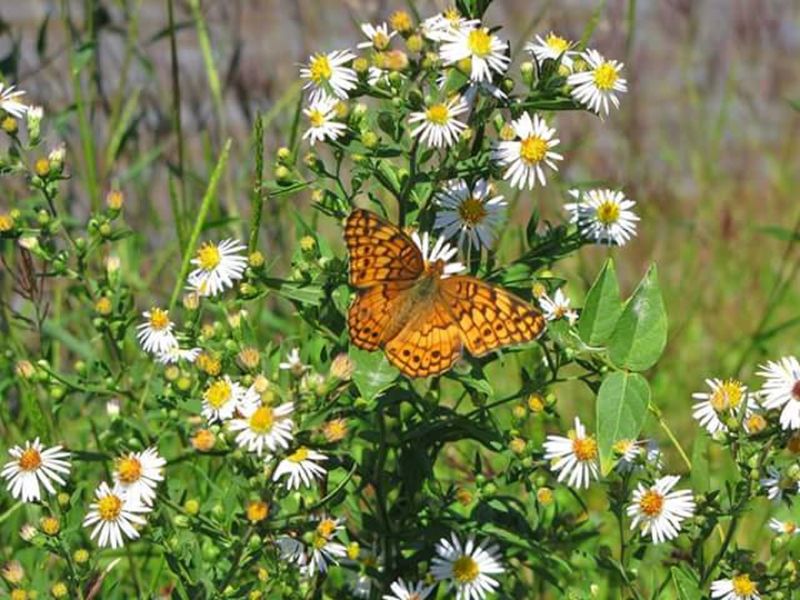 Butterfly on daisies Smithsonian Photo Contest Smithsonian Magazine