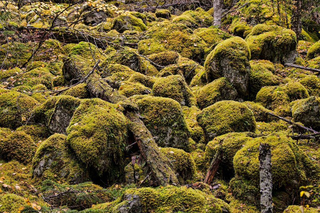 Moss