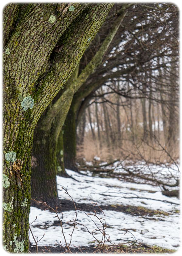 Natural Symmetry. thumbnail