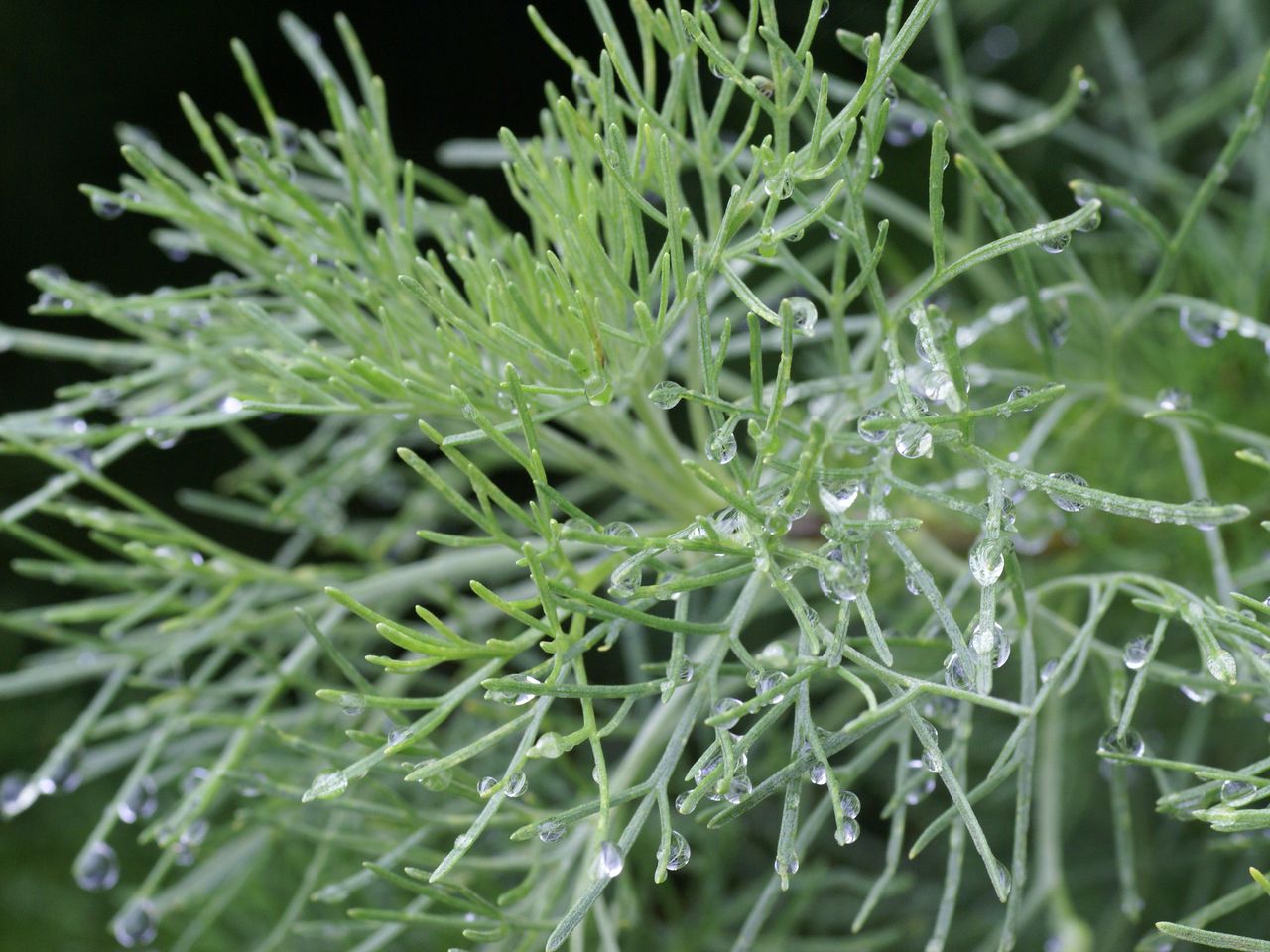 Plants Do Math Every Single Day