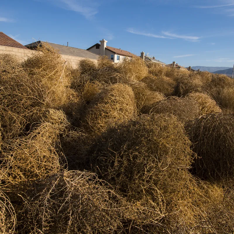 New tumbleweed species rapidly expanding range