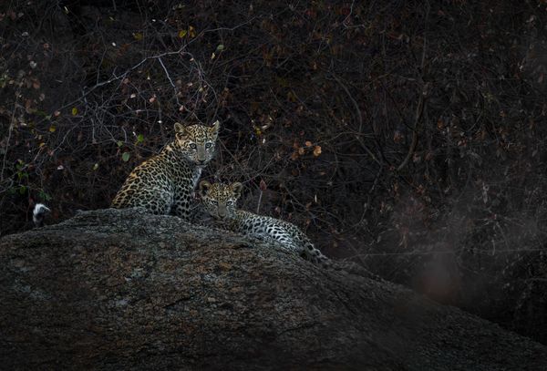 Leopard Siblings thumbnail