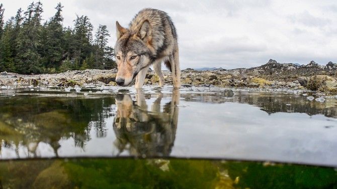 Vancouver Island gray wolves eat the bounty from the sea, particularly salmon.