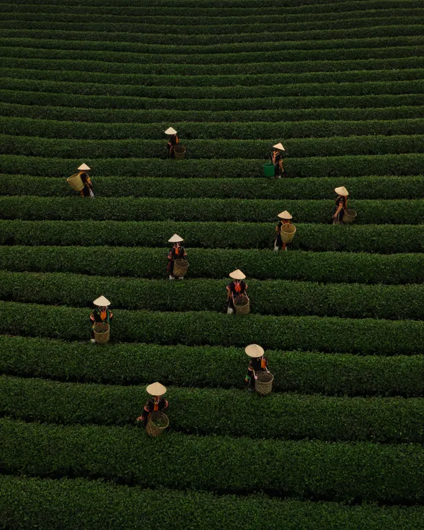 "Art of the Harvest" - Vietnamese Tea Leaf Pickers thumbnail