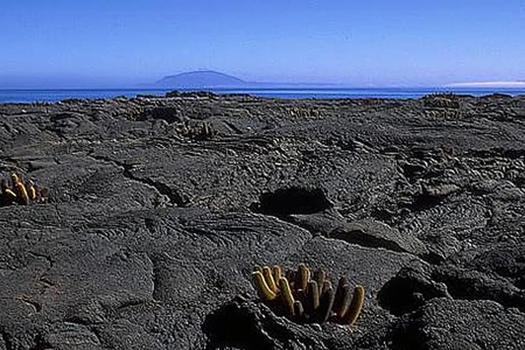 Lava cactus on Fernandina Island