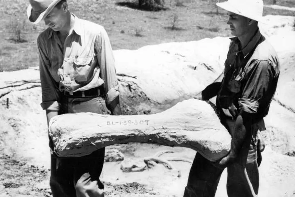WPA Fossil