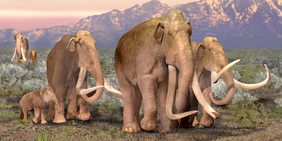 illustration of tall mammoths with highly curved tusks