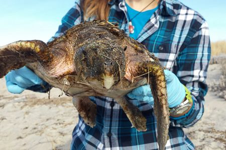 Leah Desrochers, a former employee of the Massachusetts Audubon Society, holds a stranded Kemp's ridley sea turtle.