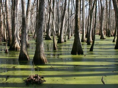 cypress swamps