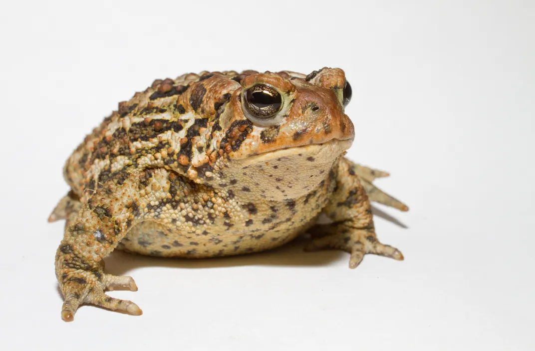 American toad is a species of toad found throughout the eastern United States and Canada. Did you know that all toads are actually frogs?