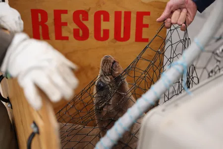 Volunteers with the Channel Islands Marine &amp; Wildlife Institute in Santa Barbara, California, rescue a sick sea lion that&#39;s likely suffering from&nbsp;domoic acid poisoning.

