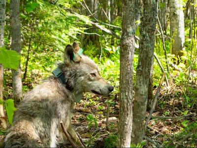 After researchers reviewed the video footage, they found that the wolf slept for long periods of time but in between naps, also frequented the Ash River to hunt for fish.