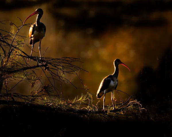 Morning Glow thumbnail