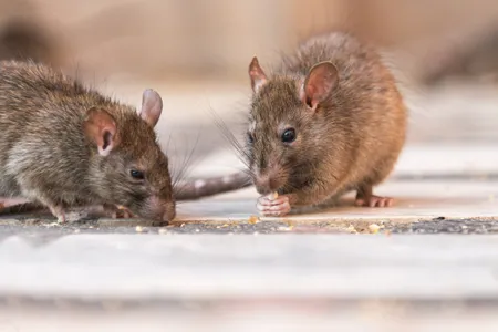 Flea-ridden rats in crowded medieval cities were the primary cause of Black Death infections in the 14th century, which historians believe killed off nearly half the European populaton. A new study argues, however, that the death toll may have in fact been way lower.&nbsp;